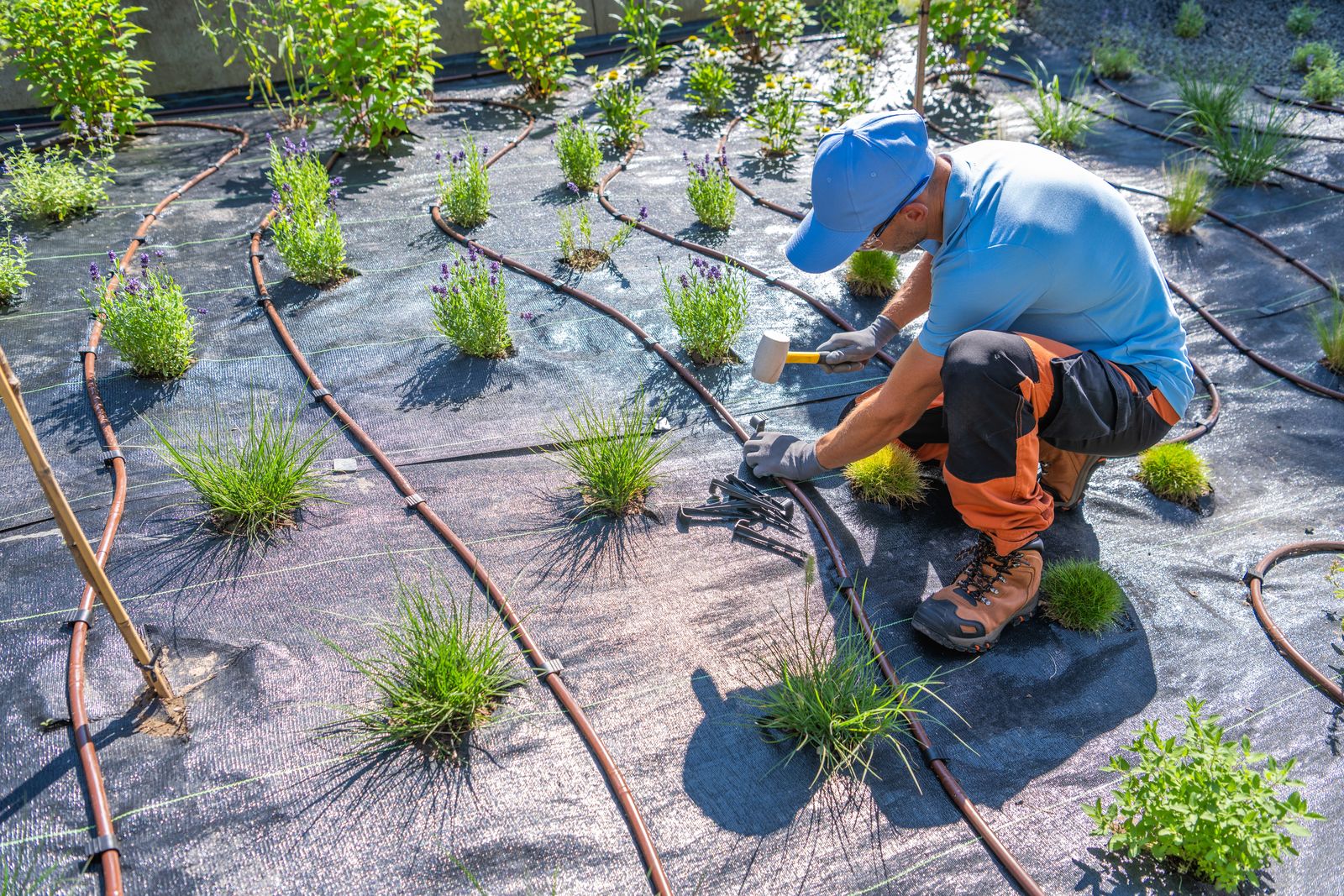 Drip Irrigation