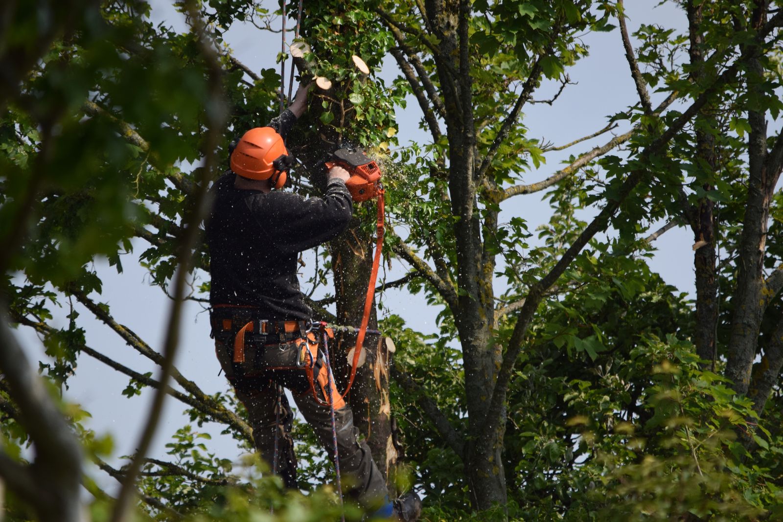 Tree Care