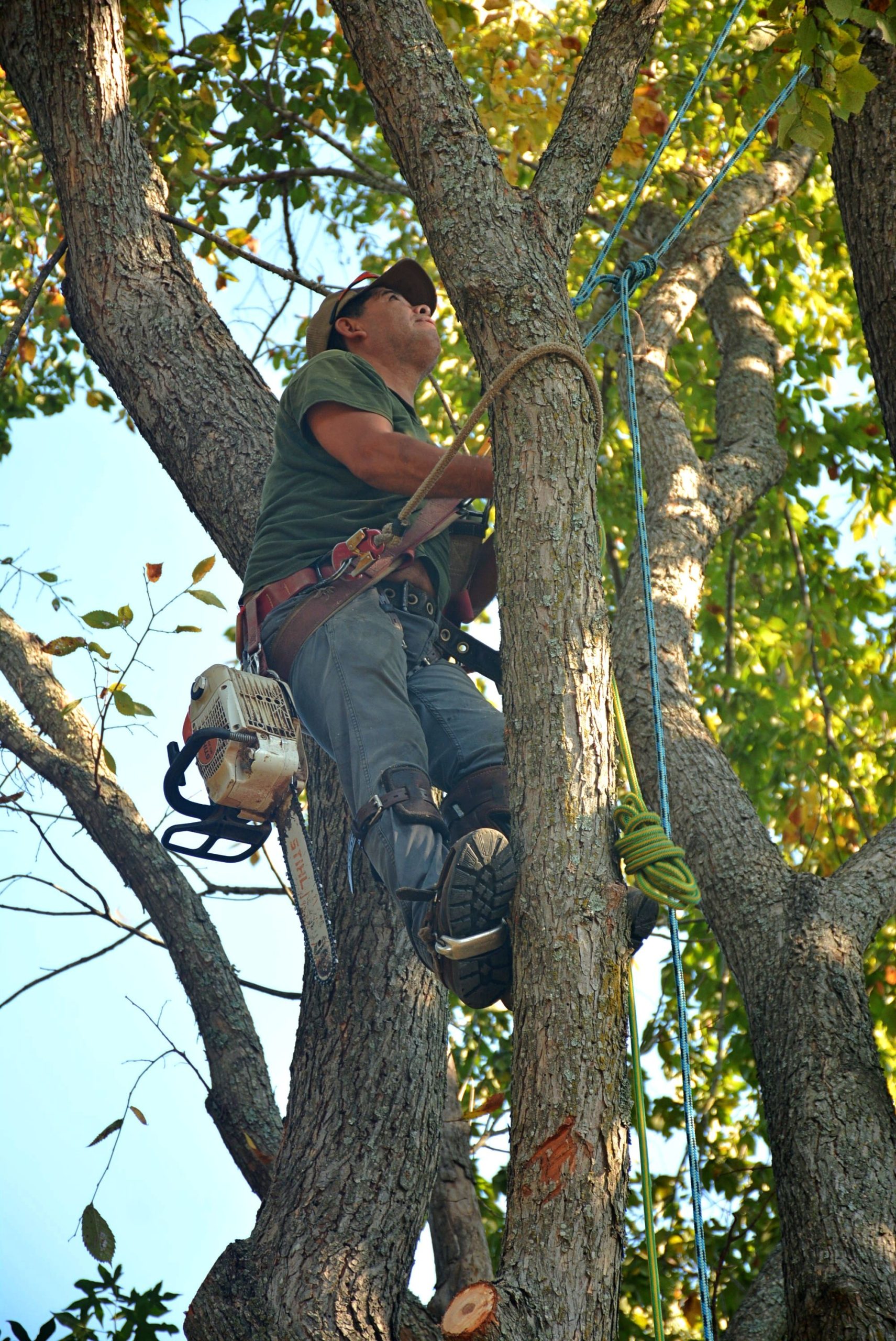Tree Inspections