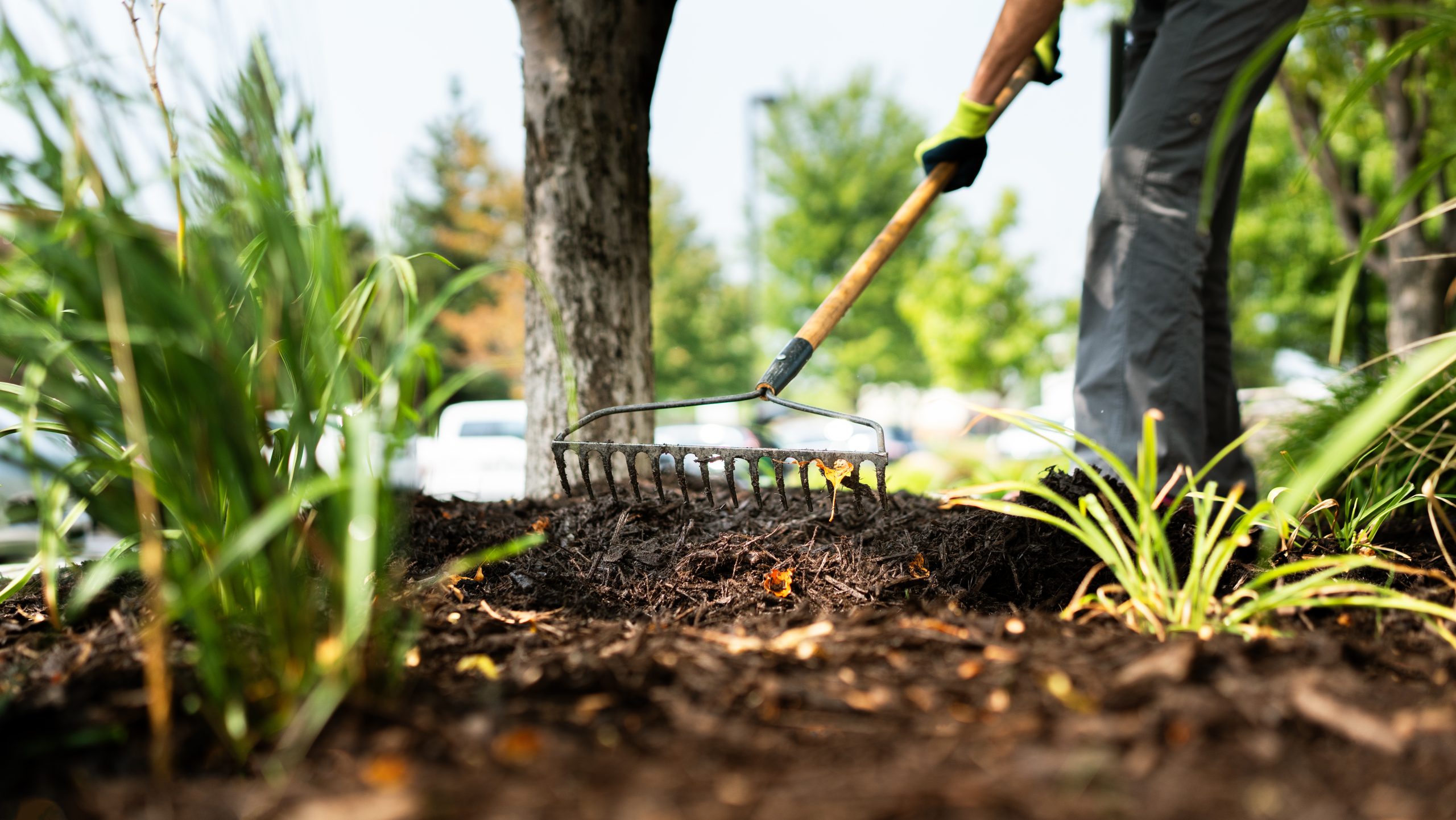 Mulch Cultivation