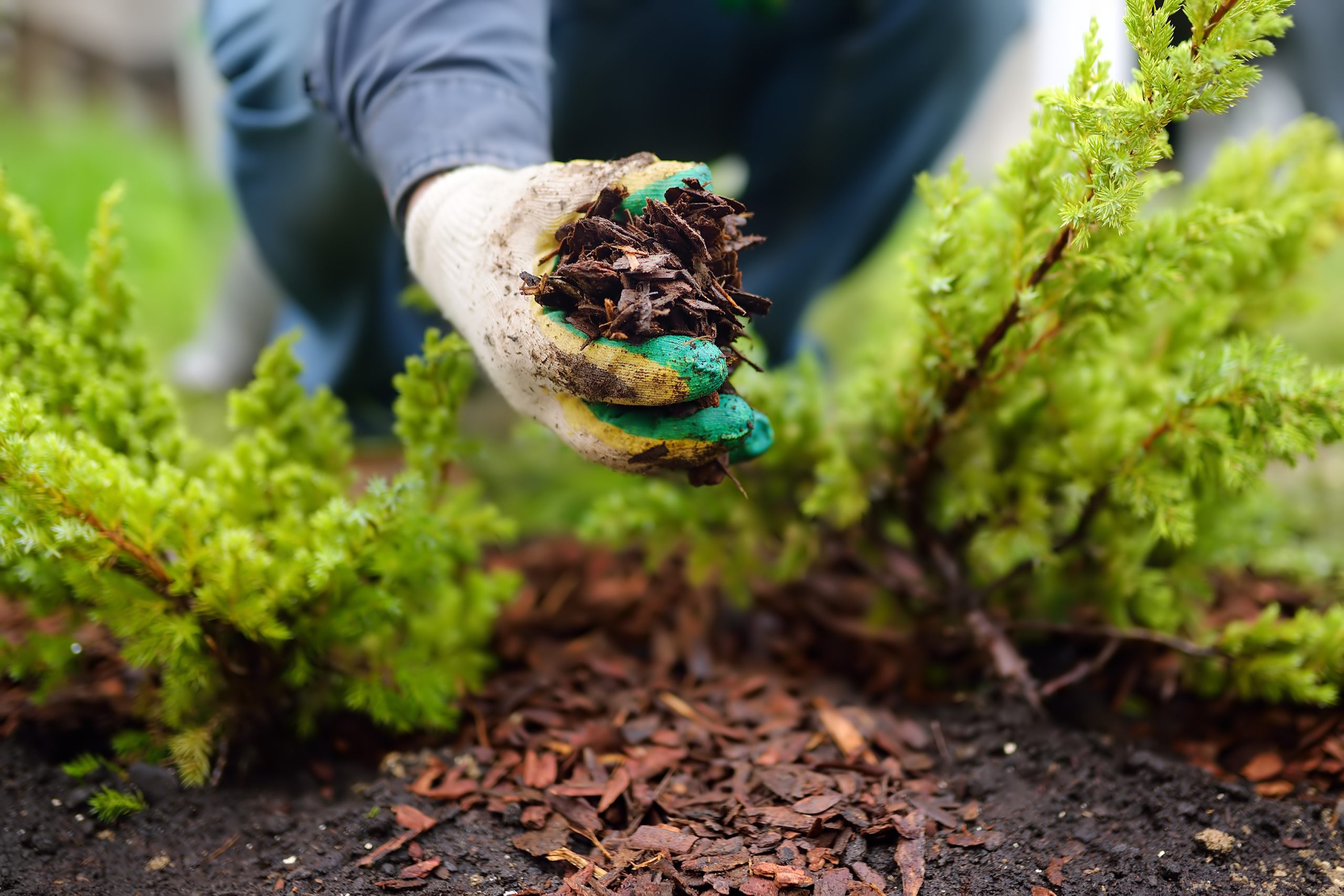 Mulch Installation